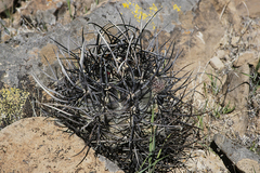 Echinocereus lindsayorum