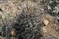 Echinocereus lindsayorum