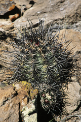 Echinocereus lindsayorum