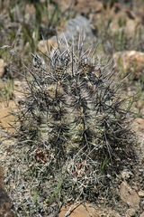 Echinocereus lindsayorum
