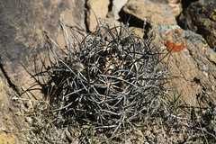 Echinocereus lindsayorum