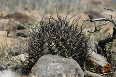 Echinocereus lindsayorum
