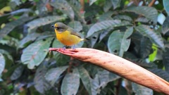 Euphonia hirundinacea