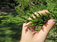 Juniperus bermudiana