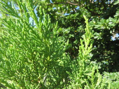 Juniperus bermudiana