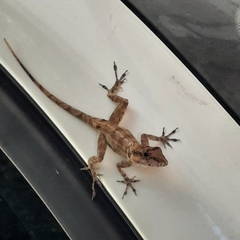 Anolis cristatellus