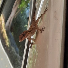 Anolis cristatellus