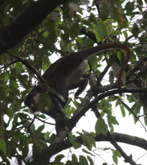 Cercopithecus ascanius