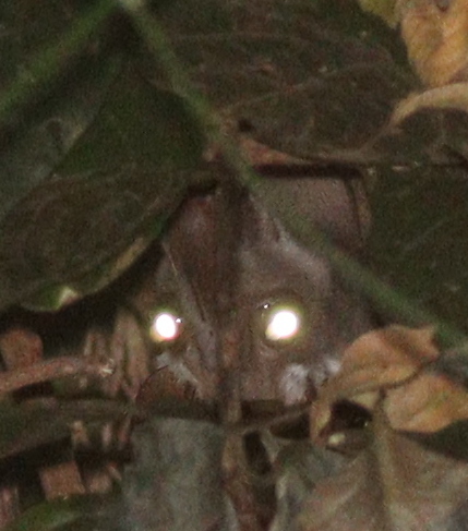 ウマヅラコウモリ