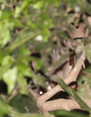 Hypsignathus monstrosus