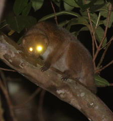 East African Potto photo 2