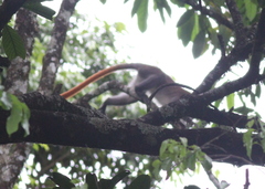Cercopithecus ascanius