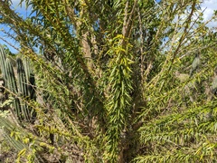 Crescentia linearifolia
