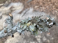 Parmotrema subrigidum