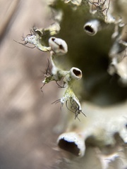 Parmotrema subrigidum