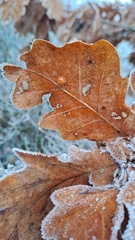 Cynips quercusfolii