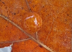 Cynips quercusfolii