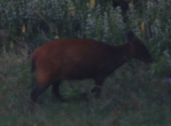 Cephalophorus weynsi