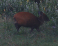 Cephalophorus weynsi