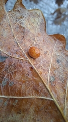 Cynips quercusfolii