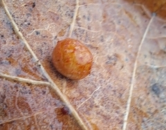 Cynips quercusfolii