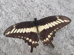 Papilio ornythion ornythion