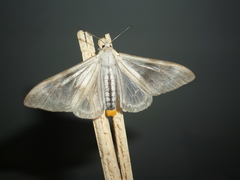 Dysschema amphissa