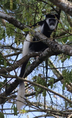 Colobus guereza matschiei
