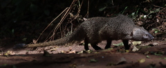 Egyptian Mongoose photo 1
