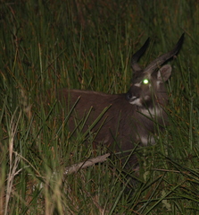 Tragelaphus spekii spekii