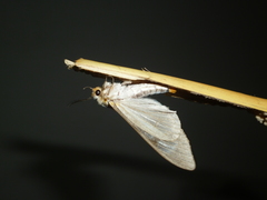 Dysschema amphissa