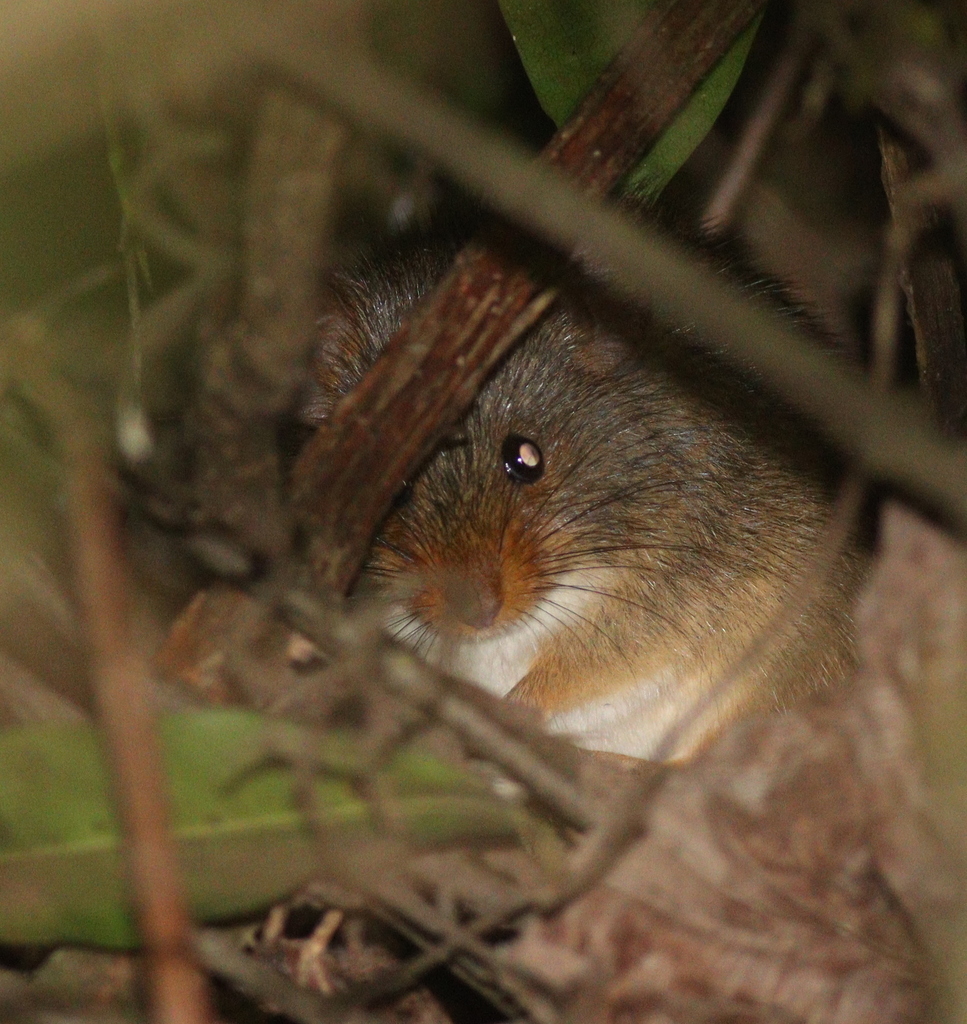 Common Oenomys