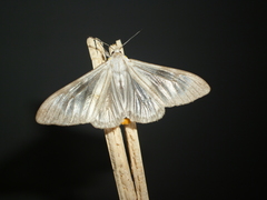 Dysschema amphissa