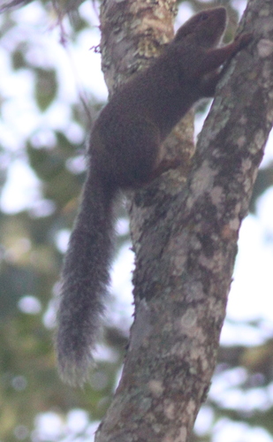 Forest Giant Squirrel
