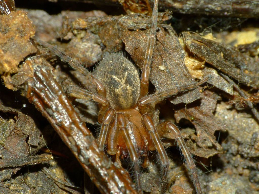 Neoramia from Outram Glen - Taieri River on April 24, 2015 by Steve ...