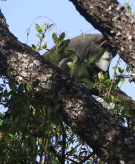 Cercopithecus neglectus
