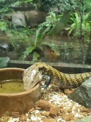Tiliqua