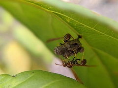 Mischocyttarus phthisicus