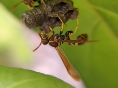 Mischocyttarus phthisicus