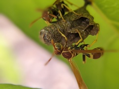 Mischocyttarus phthisicus