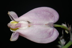 Dicentra formosa formosa