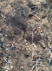 Euxerus erythropus