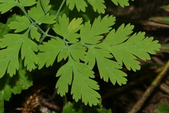 Dicentra formosa formosa