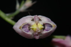 Dicentra formosa formosa