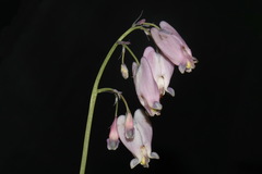 Dicentra formosa formosa