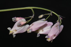 Dicentra formosa formosa