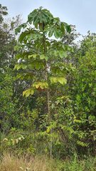 Cecropia palmata