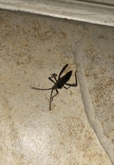 Leptoglossus gonagra