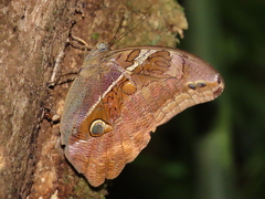 Eryphanis reevesii