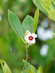 Clusia fockeana